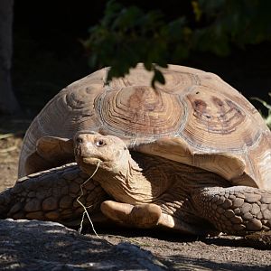 African Sulcata Tortoise