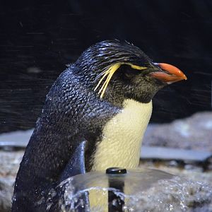 Southern Rockhopper