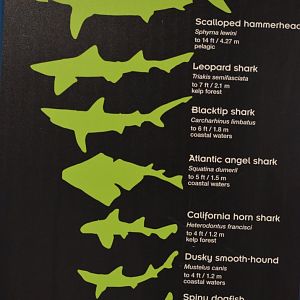 Shark Information
