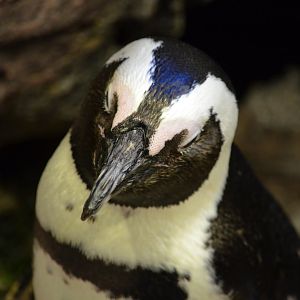 African Penguin