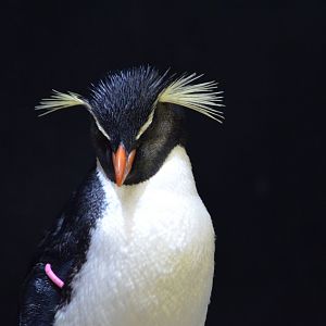 Southern Rockhopper