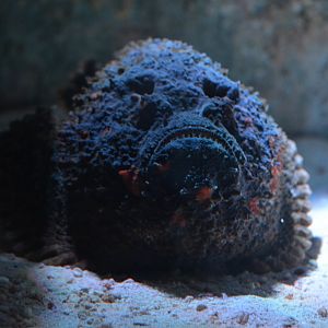 Stonefish