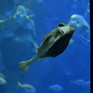 Boxfish (sp?)