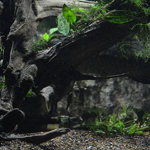 Ancient Fish Exhibit