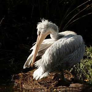 Dalmatian Pelican, November 2021