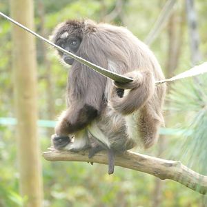 Brown Spider Monkey, November 2021