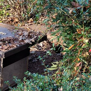 Part of Meerkat Enclosure