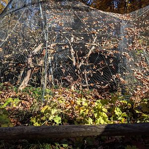 Crowned Lemur and Rock Partridge Aviarys