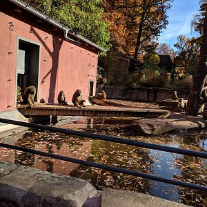 Guinea Baboon Holding Building