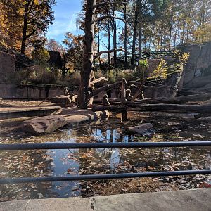 Guinea Baboon Island