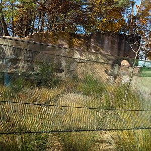 Bat Eared Fox Enclosure