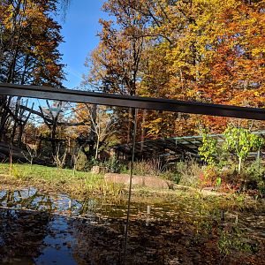 Barbary Macaque Enclosure