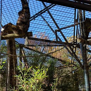 White handed Gibbon Enclosure
