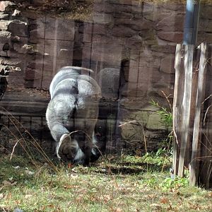 Thomas turning the Back on me