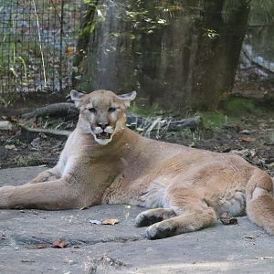 Cypress Swamp - Cougar