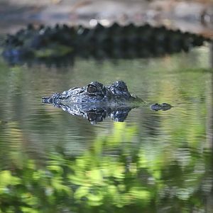 Cypress Swamp - American Alligator