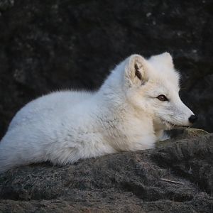 Rocky Coast - Arctic Fox