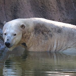 Rocky Coast - Polar Bear