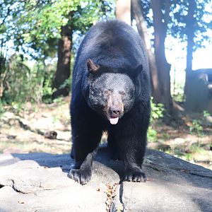 North America - Black Bear