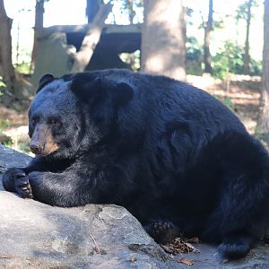 North America - Black Bear