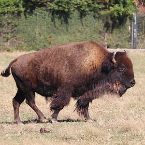 Prairie - American Bison