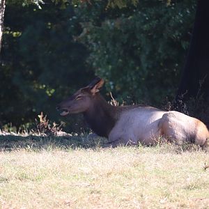 Prairie - Elk