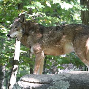 North America - Red Wolf