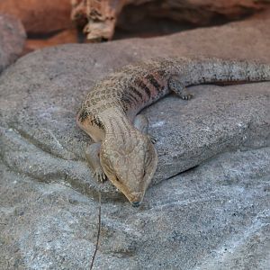 The Desert - Blue-Tongued Skink