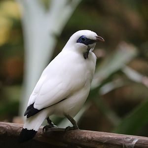 Aviary - Bali Mynah