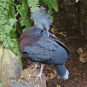 Aviary - Victoria Crowned Pigeon
