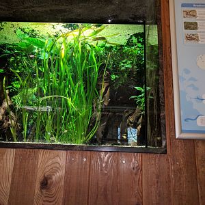 Treasures of the Amazon Tank