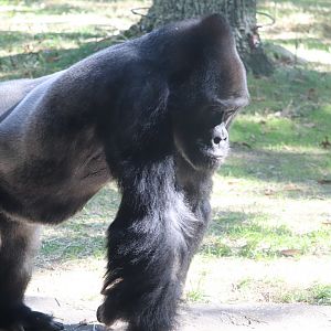 Forest Glade - Western Lowland Gorilla