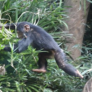 Kitera Forest - Chimpanzee