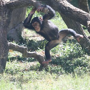 Kitera Forest - Chimpanzee
