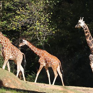 Forest Edge - Giraffe