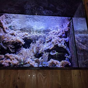 Living Reef Tank
