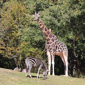 Forest Edge - Giraffe - Plains Zebra
