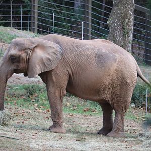 Watani Grasslands - African Elephant