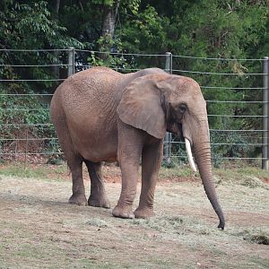 Watani Grasslands - African Elephant