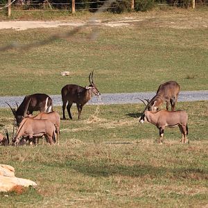 Watani Grasslands - Waterbuck - Fringe-Eared Oryx