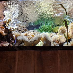 Seahorses and Shrimpfish