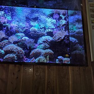 Living Stag Coral Reef Tank