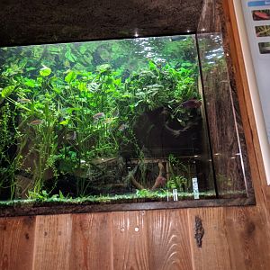 Treasures of the Congo Tank
