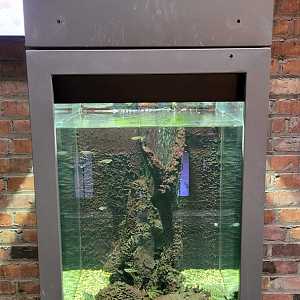 Oct. 2021 - Museum of Science - Hall of Venom - Ribbed Newt Exhibit