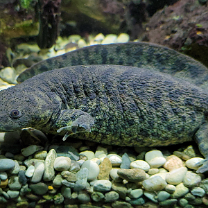 Oct. 2021 - Museum of Science - Hall of Venom - Ribbed Newt