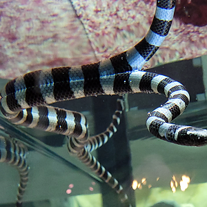Oct. 2021 - Museum of Science - Hall of Venom - Yellow-lipped Sea Krait
