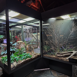 Oct. 2021 - Museum of Science - Hall of Venom - False Water Cobra + Western Hognose Exhibits