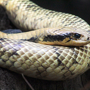 Oct. 2021 - Museum of Science - Hall of Venom - False Water Cobra
