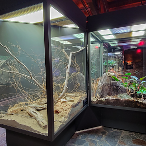 Oct. 2021 - Museum of Science - Hall of Venom - Gila Monster + False Water Cobra Exhibits