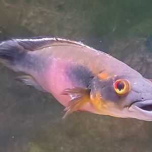 Red-finned pike cichlid - Crenicichla johanna